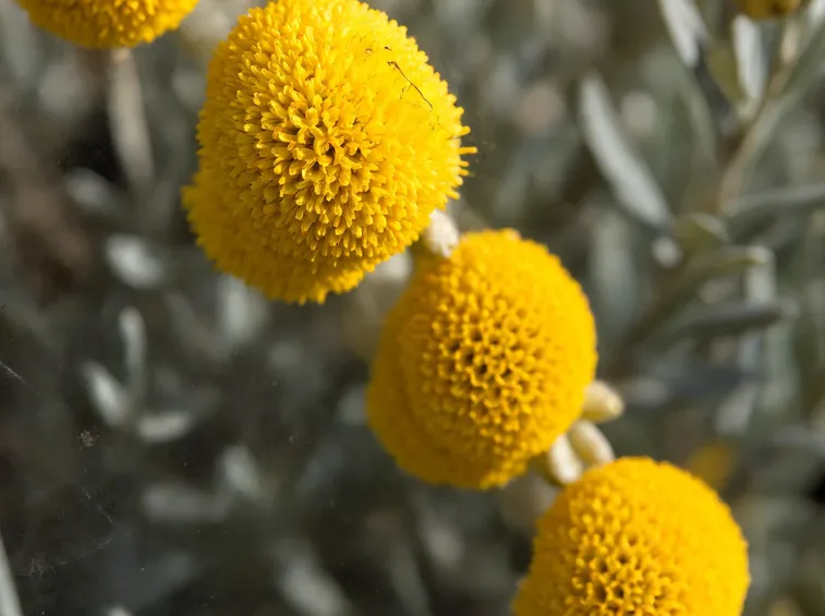 Fiore piante giardino