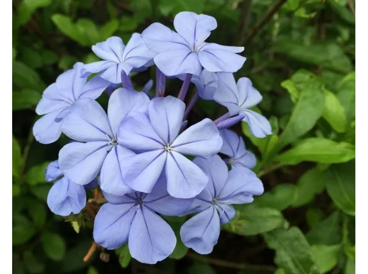 plumbago