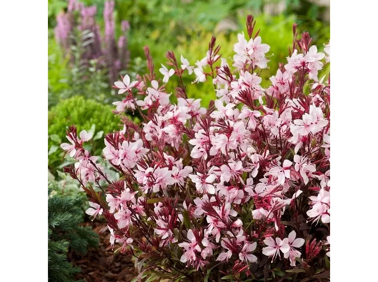 gaura