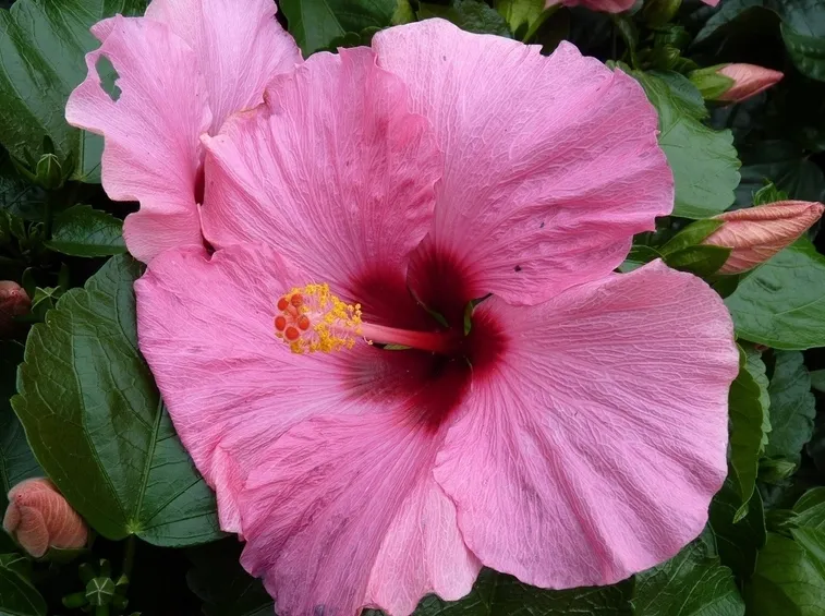 hibiscus