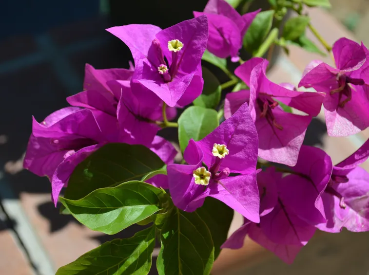 Bouganvillea