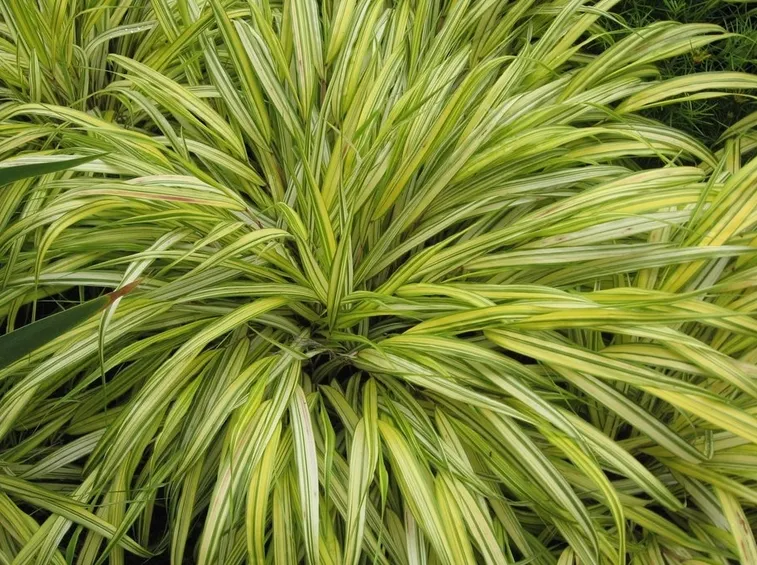 Hakonechloa macra