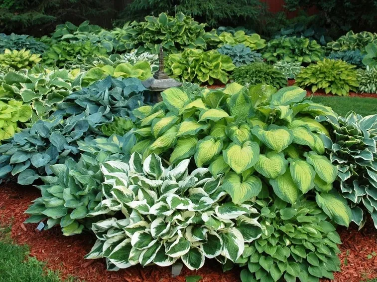 hosta