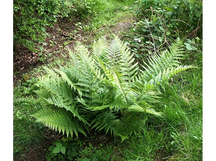 Felci