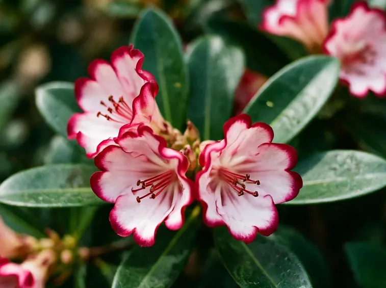 Kalmia