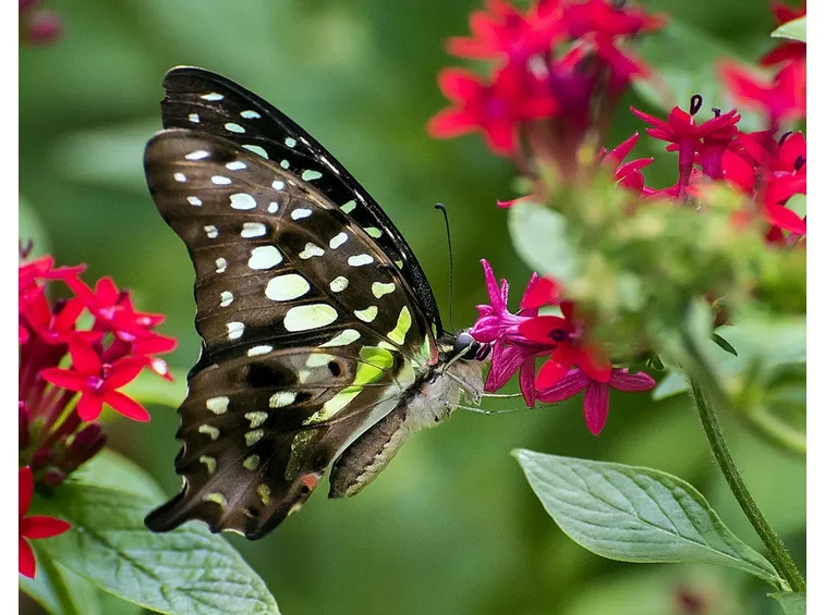 Pentas 