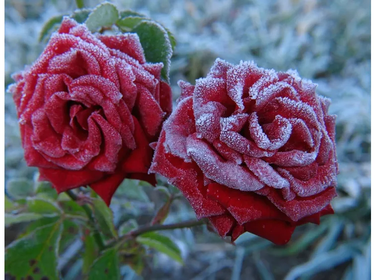 Rosa
