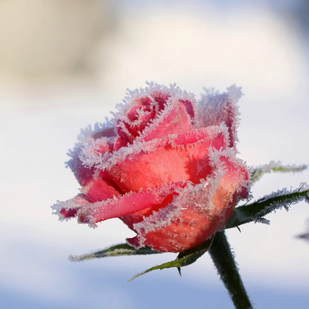Rosa