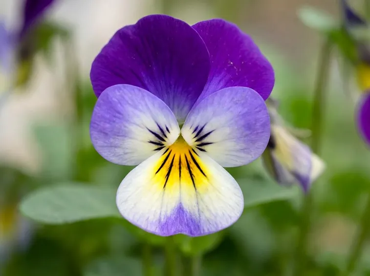 viola pensiero