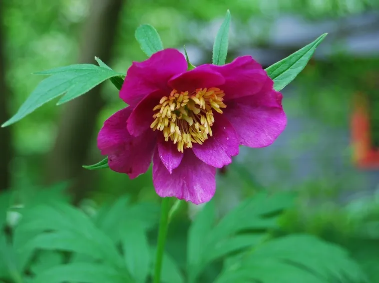 peonia
