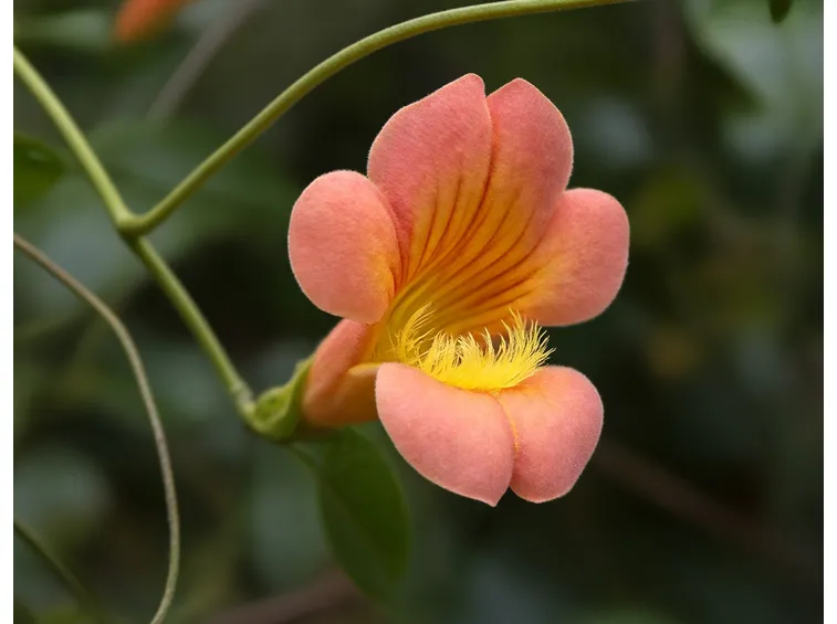 Bignonia