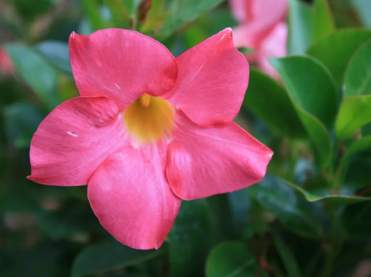 Dipladenia