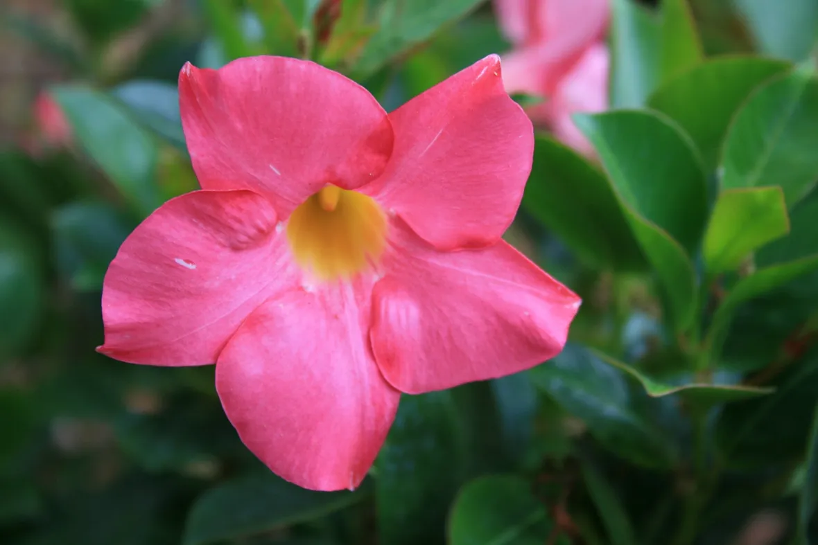 Dipladenia