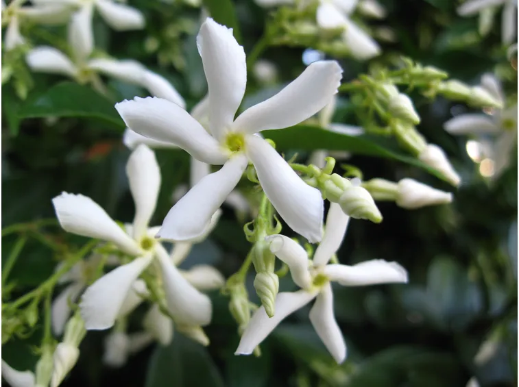 Rhynchospermum
