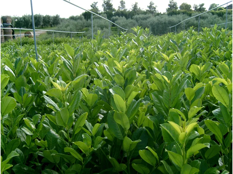 Piante di lauro