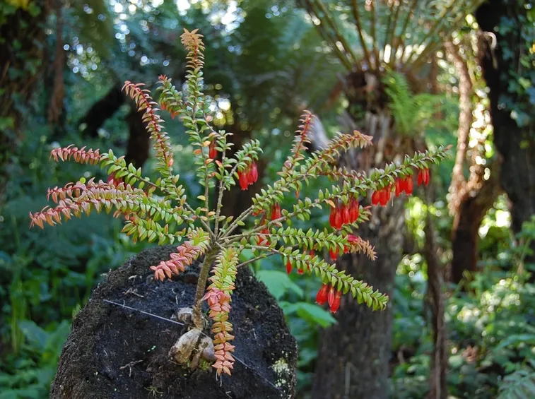 agapetes