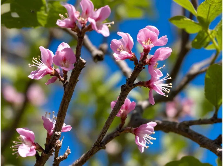 cercis siliquastrum