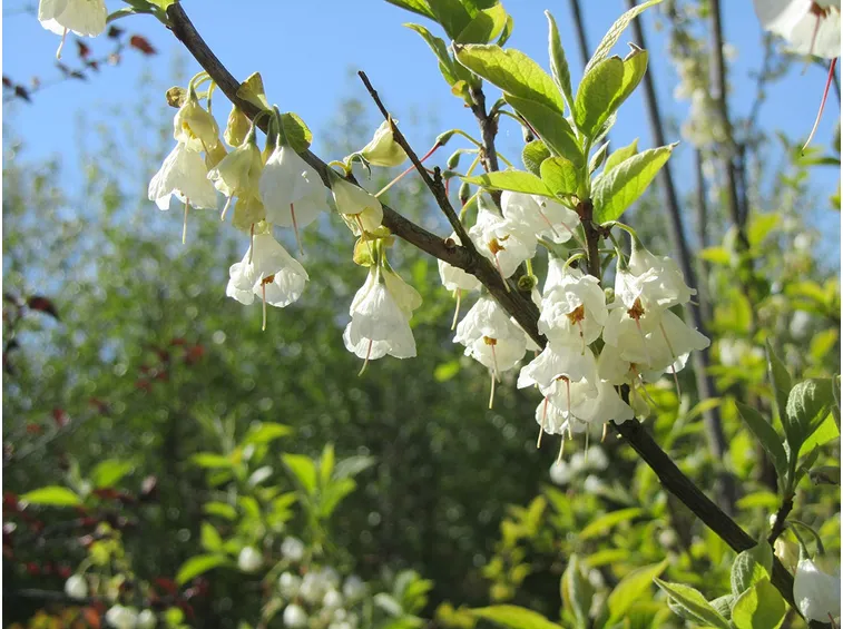 Halesia carolina