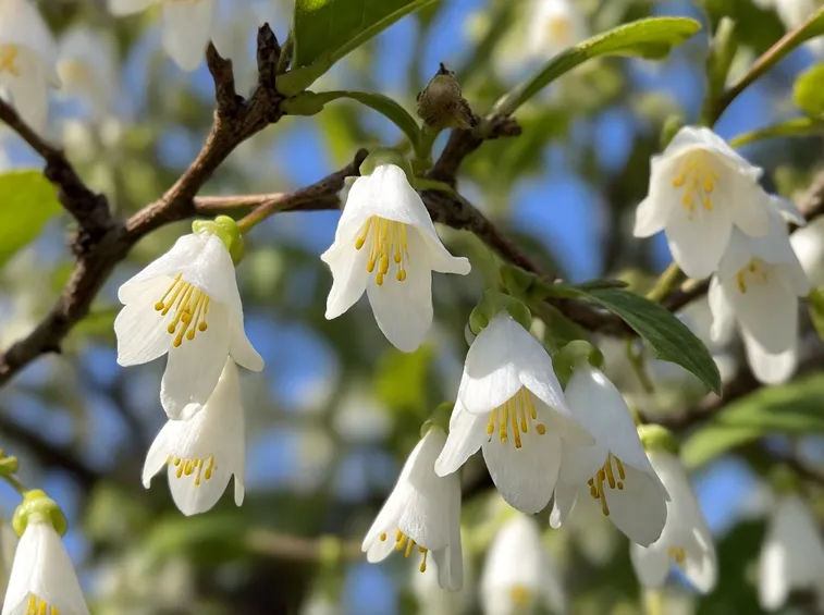 halesia