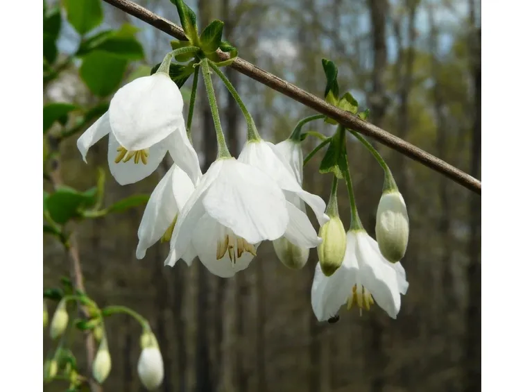 halesia carolina