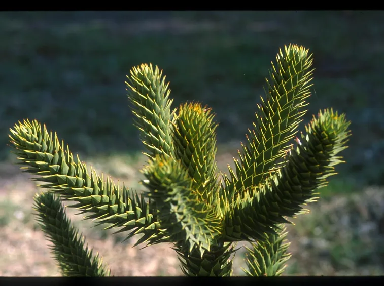 Araucaria