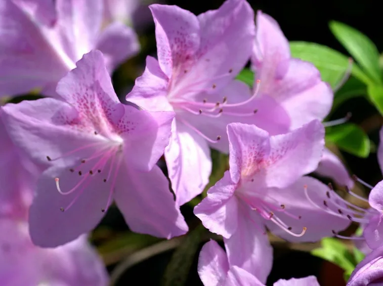 azalea