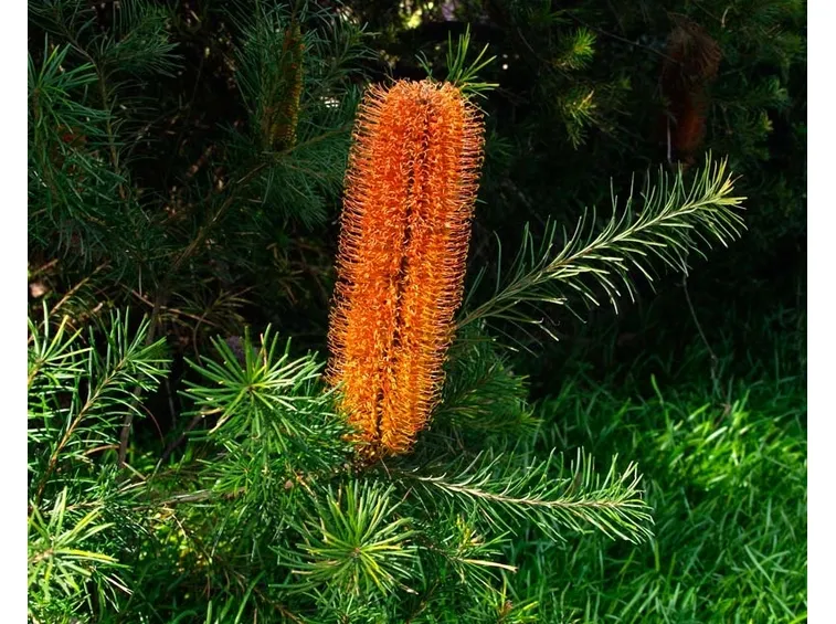Banksia