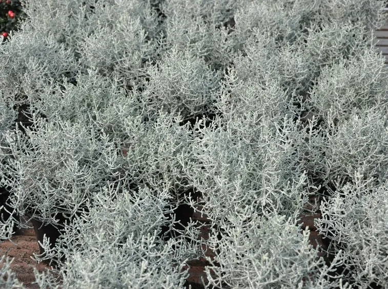calocephalus brownii