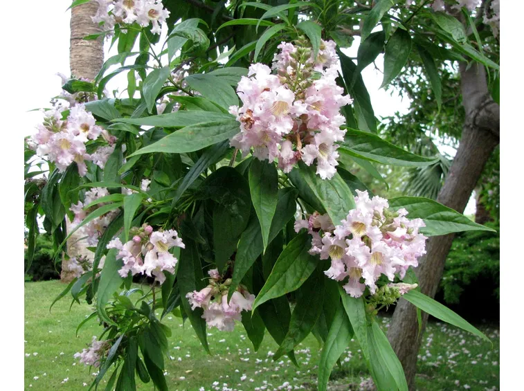 chitalpa
