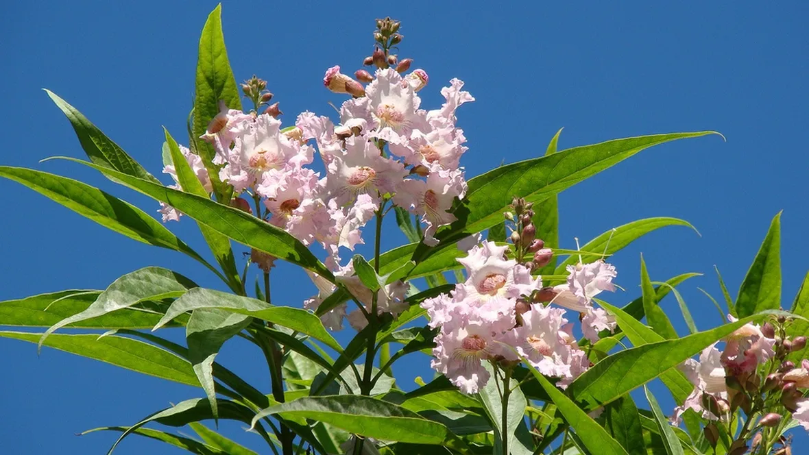 Chitalpa