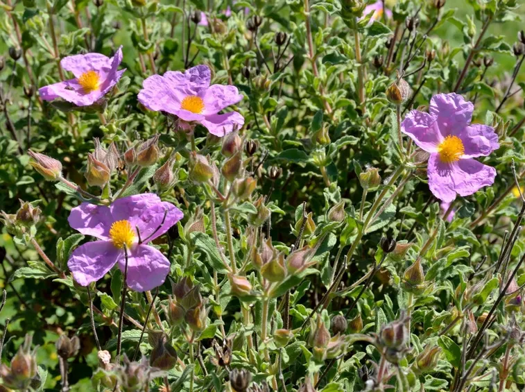 cistus creticus