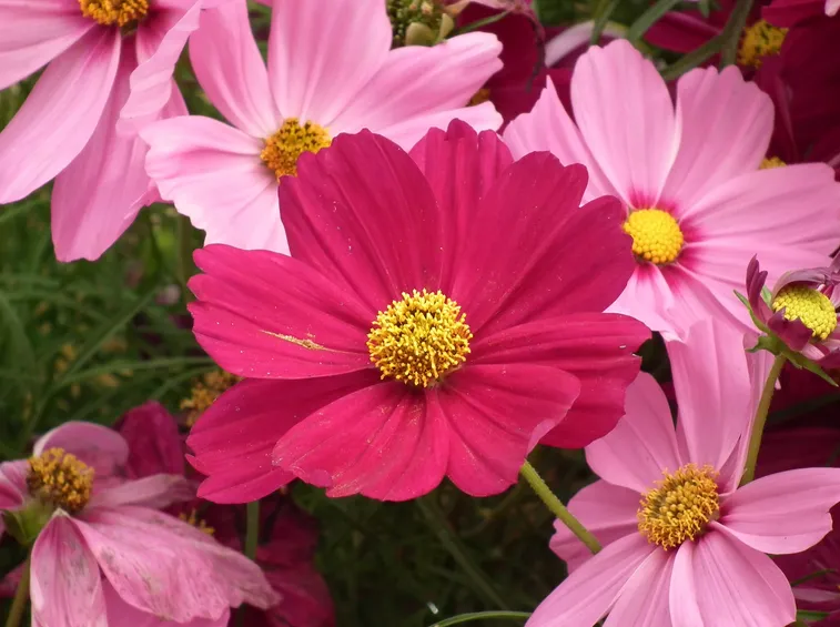 cosmea bipinnata