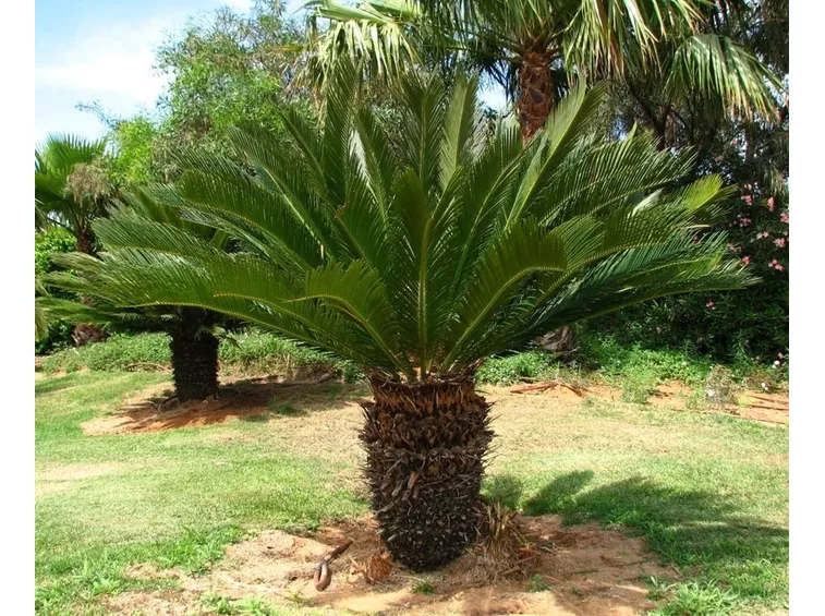 Cycas