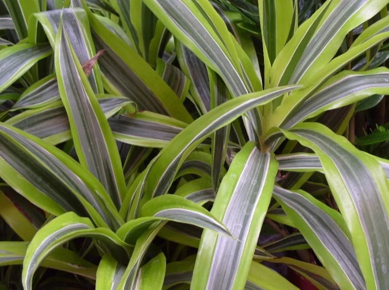 dracena deremensis