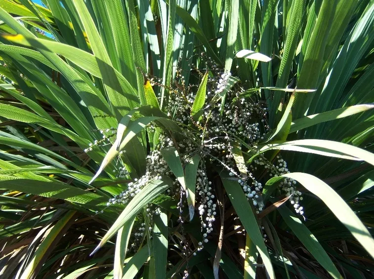 dracena indivisa
