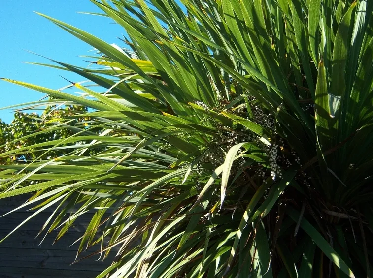 dracena indivisa