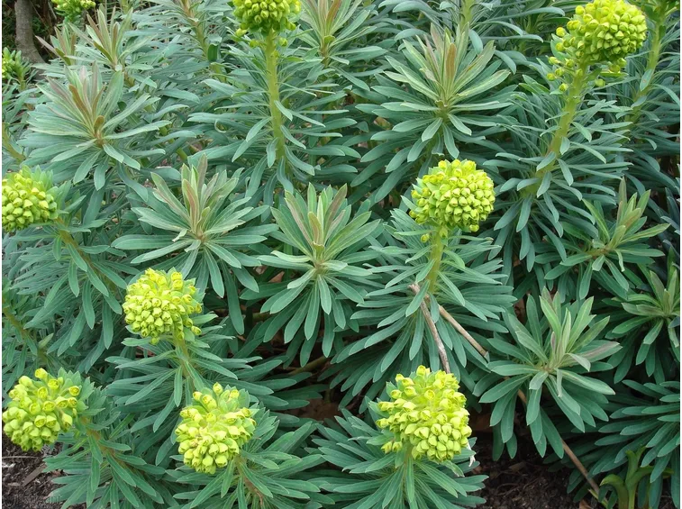 euforbia,Euphorbia wulfenii