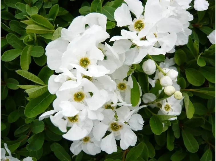 exochorda