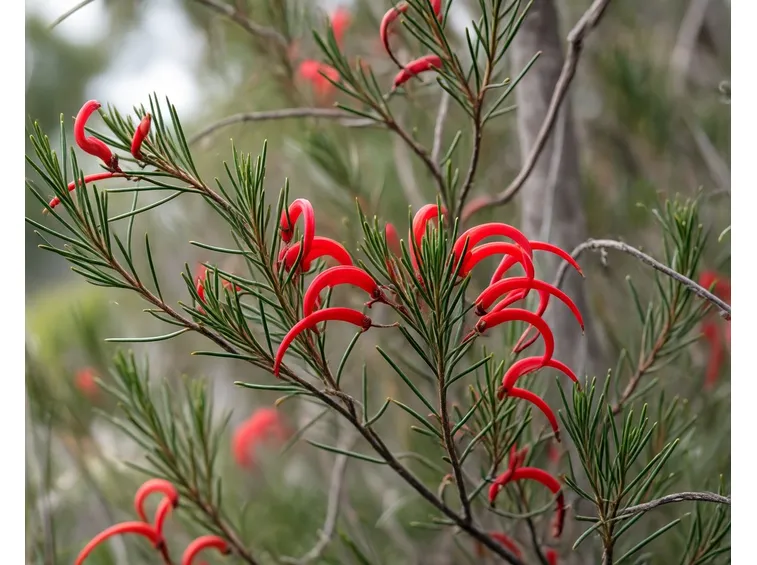 grevillea rosmarinifolia