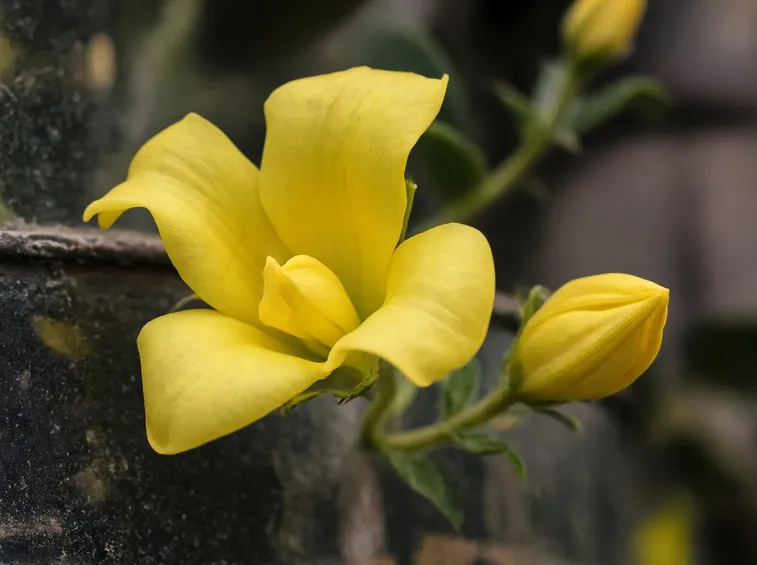 gelsomino giallo