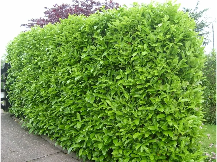 Lauroceraso