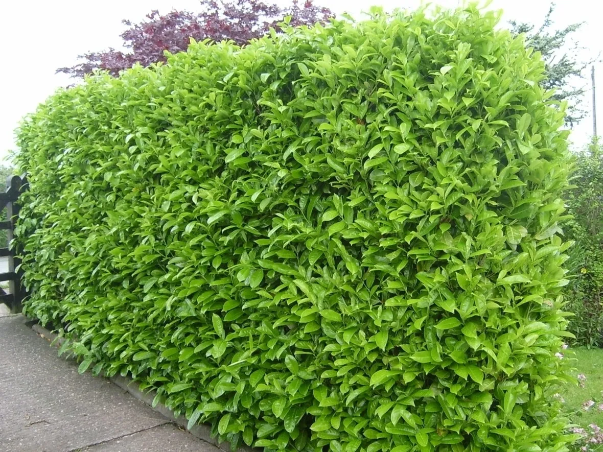 Lauroceraso