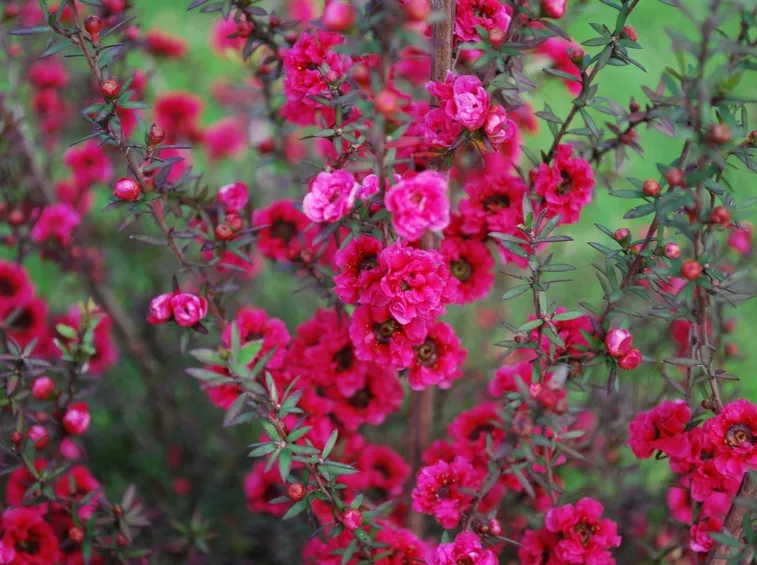 Leptospermum scoparium