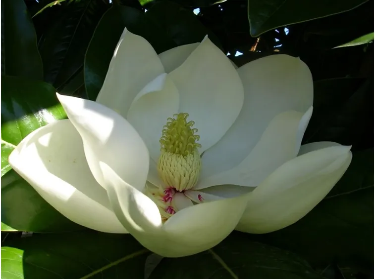magnolia soulangeana