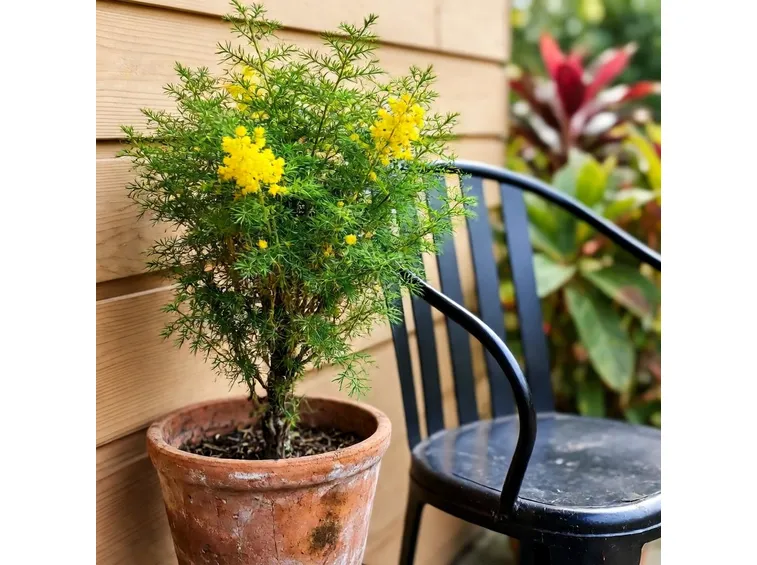 Mimosa in vaso