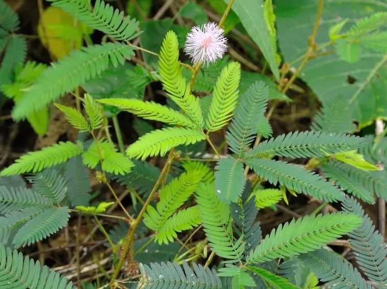 proprietà mimosa pudica