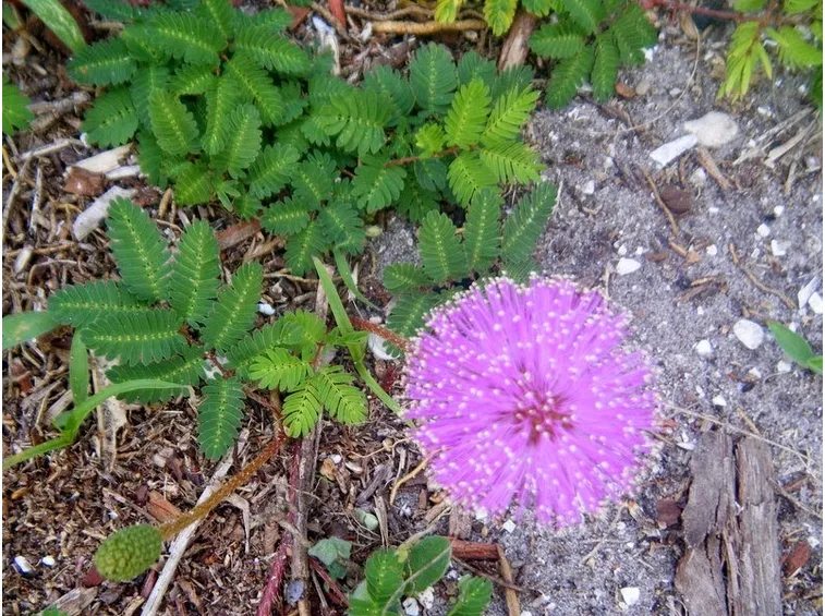 propagazione mimosa pudica