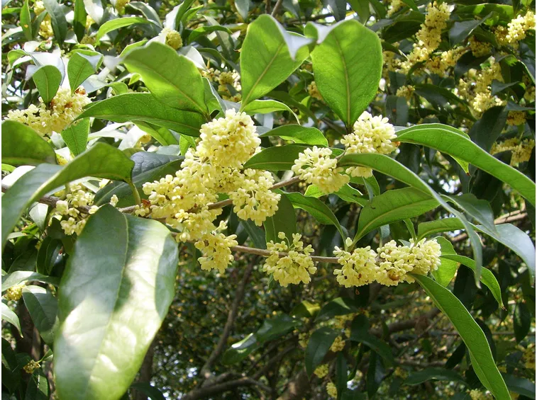 osmanthus heterophyllus goshiki
