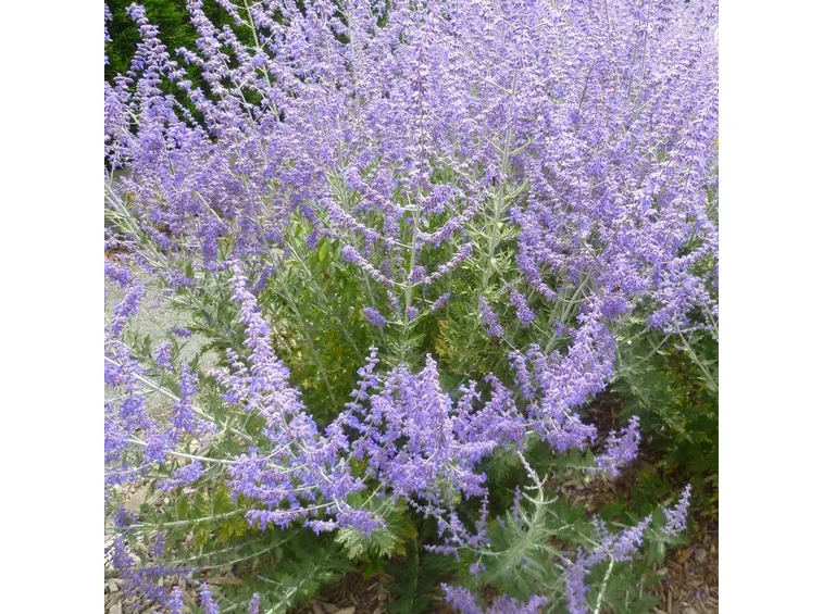 Salvia russa