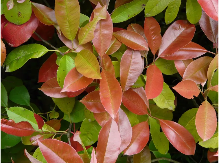 photinia